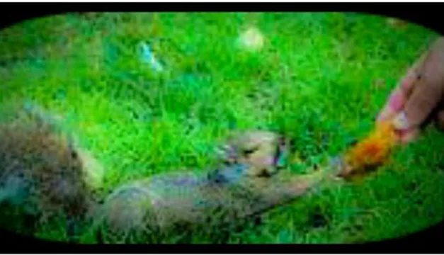 The Environment Our Health and The Witch