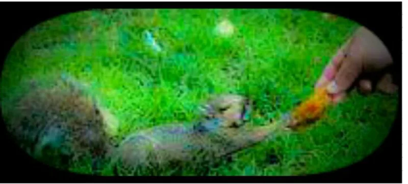 The Environment Our Health and The Witch