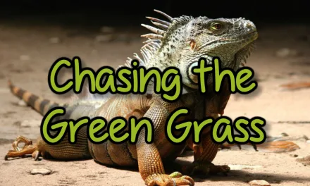 Chasing The Green Grass