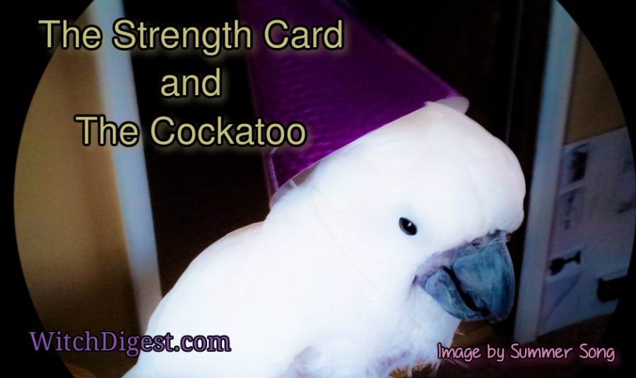 The Strength Card and The Cockatoo